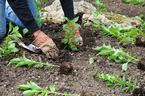Sustainable landscaping practices in Queens Park